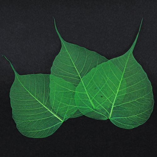 tételeket Fűzlevél csontvázas zöld natúr díszítő levelek 200 db