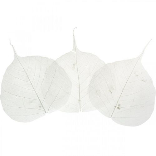 Fehérített vázlevelek Fűzlevél csontvázas 8-10cm 300 db