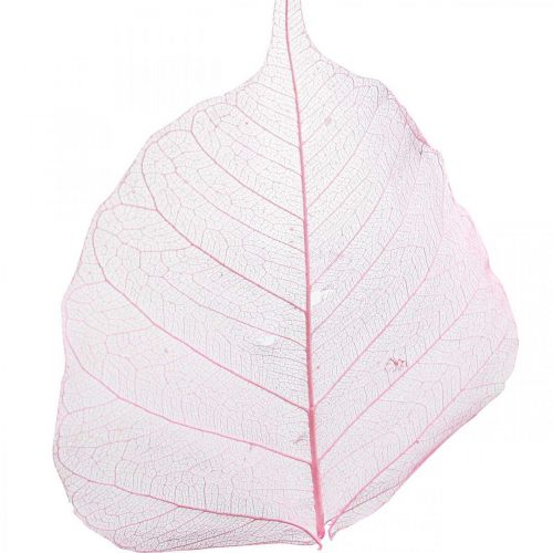tételeket Csontváz levelek Fűzlevél csontvázas rózsaszín 5-9cm 200p