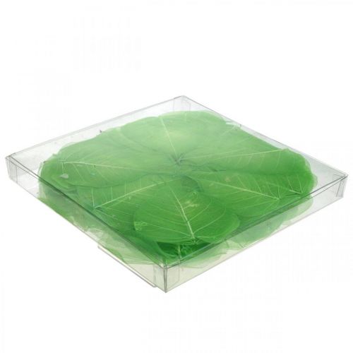 Floristik24 Fűzfalevél csontvázas, tavaszi dekorációval, dekoratív levelekkel zöld 200 db