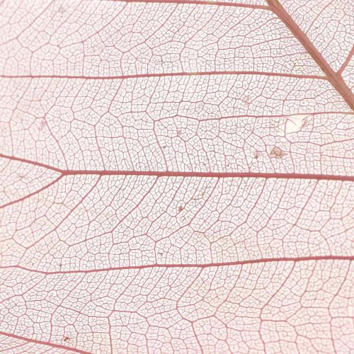 tételeket Csontváz levelek fűz levelek csontvázas órózsaszín 10-15cm 200db