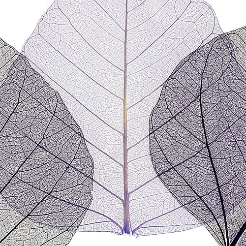 tételeket Fűzfa levelek csontvázas lila fajta. 200 db