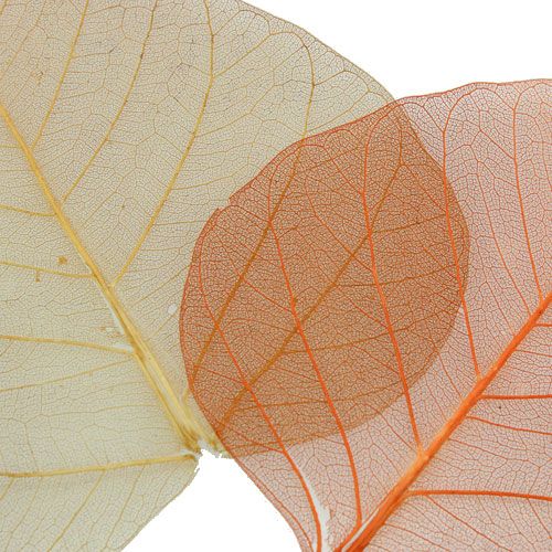 Floristik24 Fűzlevél csontvázas krém/barna 200 db.