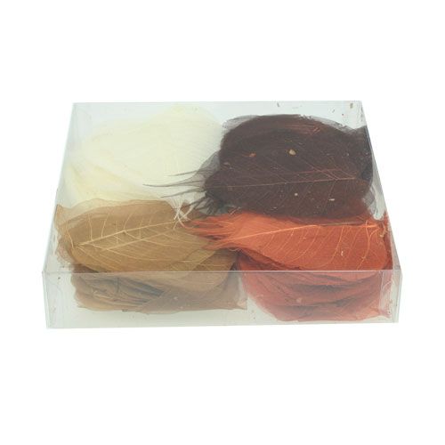 Floristik24 Fűzlevél csontvázas krém/barna 200 db.