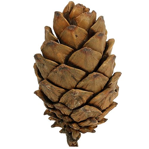 Floristik24 Kúpok természet 9cm - 10cm 6 db