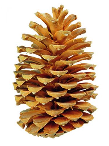 Floristik24 Maritima toboz krém/vanília vegyes 25db RÉGI ÁRUK