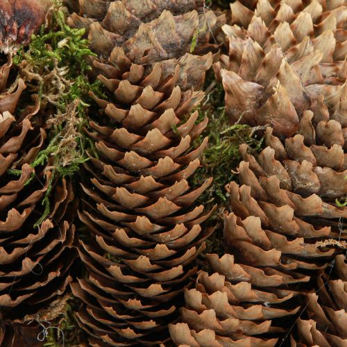 tételeket Kúp koszorú mohával Nagy koszorú luctobozokból Ø45cm