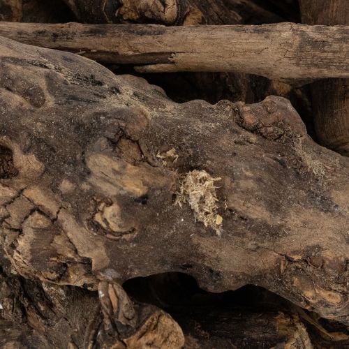 tételeket Elbűvölő, dekoratív fa gyökerek otthonába