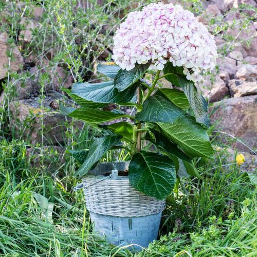 Floristik24 Cink vödör fonással Ø32cm H27,5cm