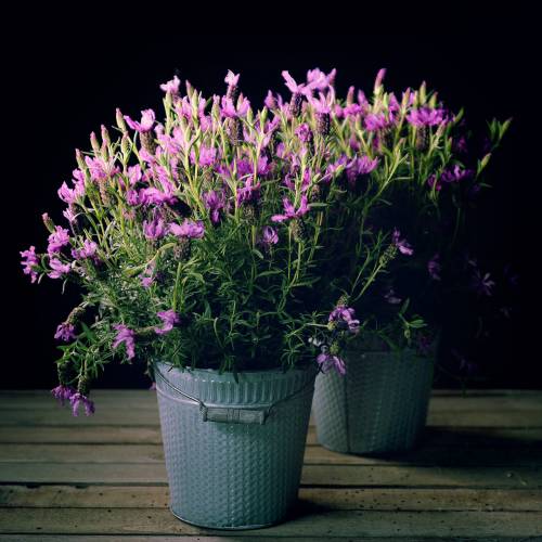 Floristik24 Cink vödör fonott mintás szürke mosott Ø20cm H19cm