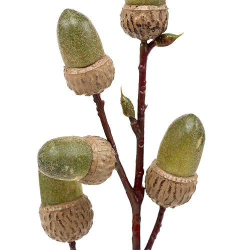 Floristik24 Ág makkbarna, zöld L30cm