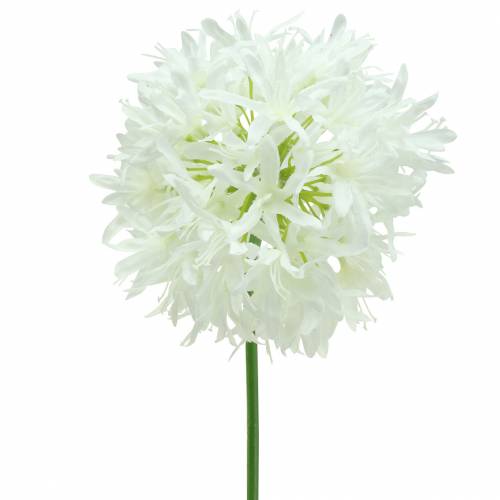 Floristik24 Díszhagyma Allium műfehér Ø12cm H62cm