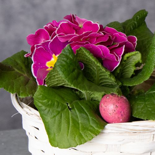 tételeket Fonott kosár dekoráció sokoldalú lakberendezéshez, 20 cm, 8 darab