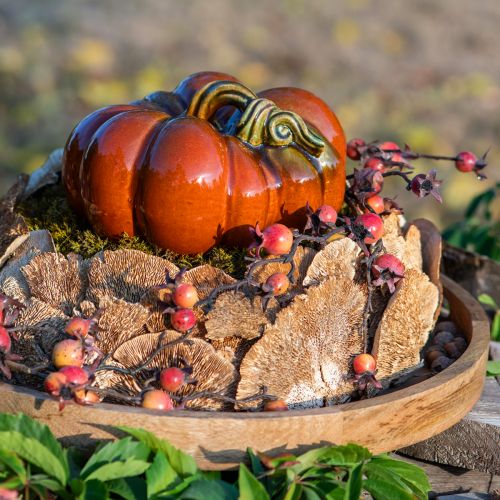 Faszivacs natúr dekoratív gomba szárított 6cm 1kg