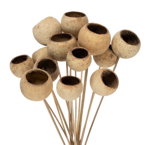 Floristik24 Bell Cup Mix száron, természetes egzotikus fajták, 15 darab