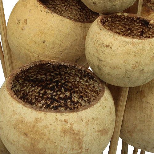 tételeket Bell Cup Mix pálcikán Natural Exotics 15 db