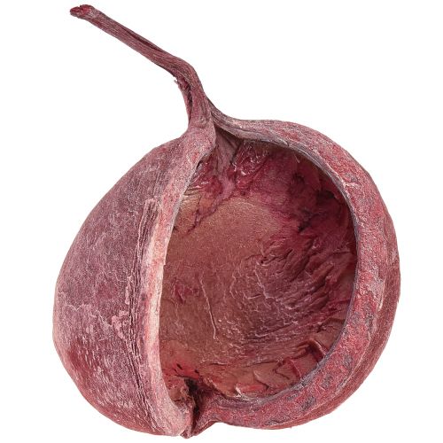 Buddha dió piros fehér szárított természetes dekoráció Ø5,5-9,5cm 5 db