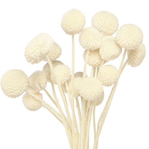 Floristik24 Craspedia szárított alsócomb krém 45-55cm 20 db