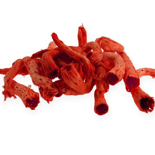 Floristik24 Cupy gyökér narancsban 350g