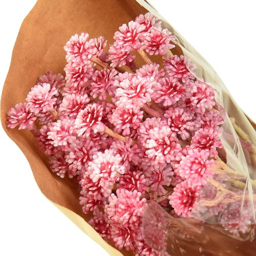 tételeket Curry Herb Immortelle Artificial Pink L28cm 12 db 1 csokor