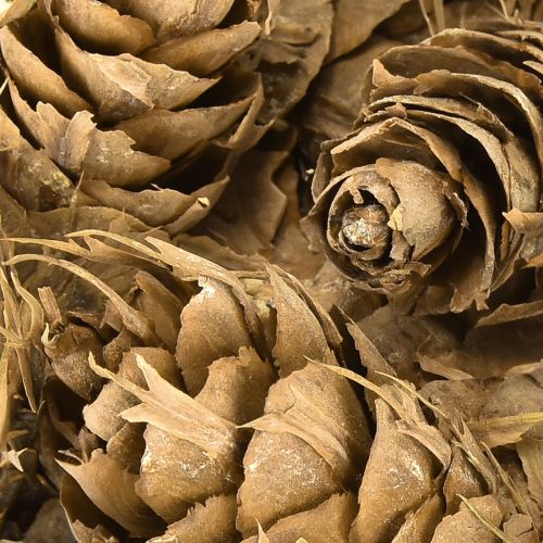 tételeket Douglas kúpok 1,3 kg