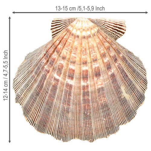 Floristik24 Igazi fésűkagyló natúr – tengeri ízű natúr 1 kg