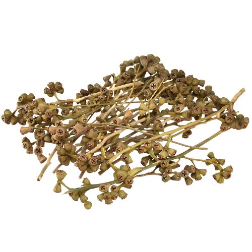 tételeket Eukaliptusz ágak natúr dekoratív egzotikus eukaliptusz 20-30cm 25 db