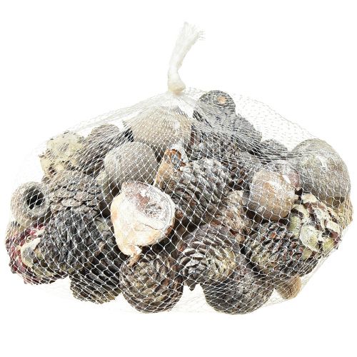 tételeket Egzotikus tobozok Leucodendron fehér mosva 3-4cm 450g