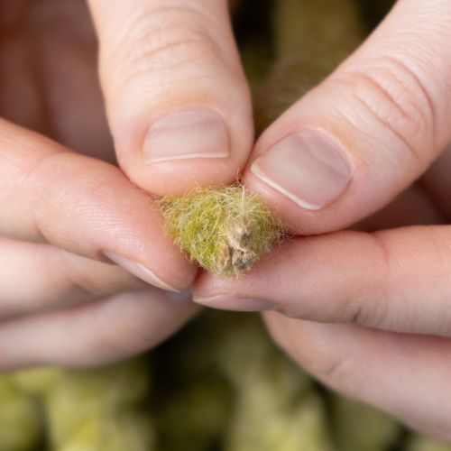 tételeket Pihe-puha Mirabell filczsinór, gyapjú, zöld, 25 m-es díszszalag virágkötészethez, dekorációhoz, kézműveskedéshez, barkácsoláshoz