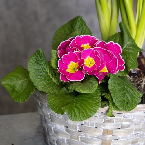 tételeket Szőtt kosár, mint stílusos virágdekoráció a nappaliba. Húsvéti kosár, 23 cm, 6 darabos.