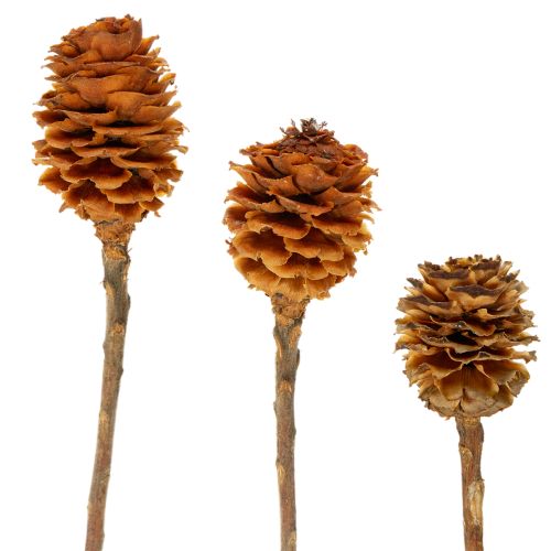 Floristik24 Glabrum Leucospermum szárított virágok 25-40cm 25 db