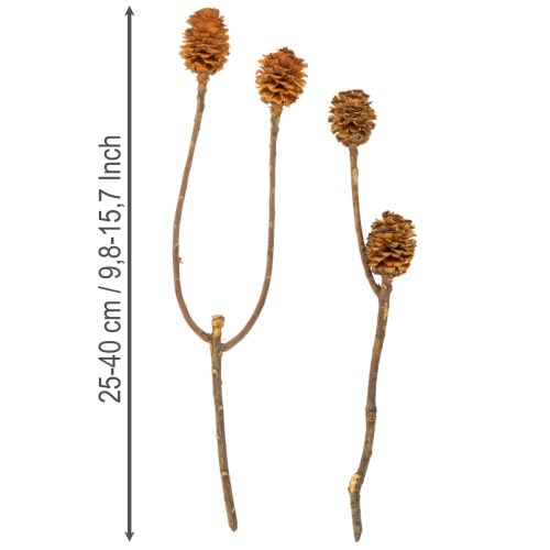 tételeket Glabrum Leucospermum szárított virágok 25-40cm 25 db