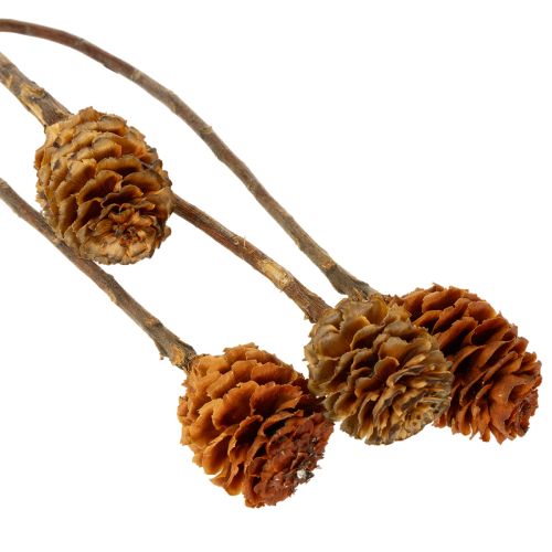 tételeket Glabrum Leucospermum szárított virágok 25-40cm 25 db