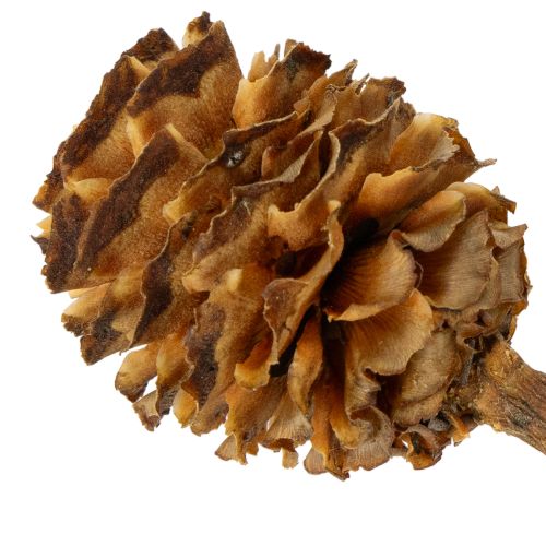tételeket Glabrum Leucospermum szárított virágok 25-40cm 25 db