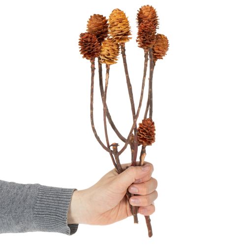 tételeket Glabrum Leucospermum szárított virágok 25-40cm 25 db