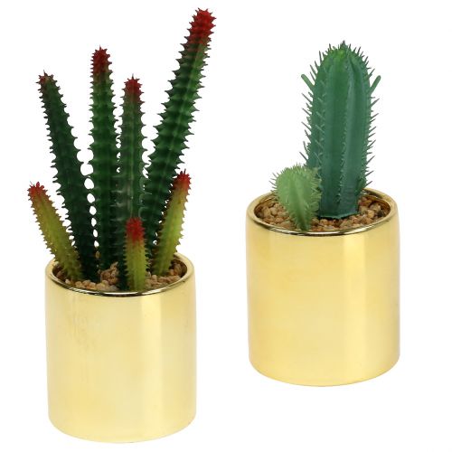 Floristik24 Kaktuszok zöld aranycserépben 12cm - 17cm 4db