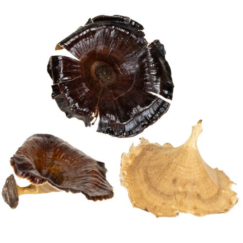 tételeket Kalix Gomba Natúr Lakk 100 db