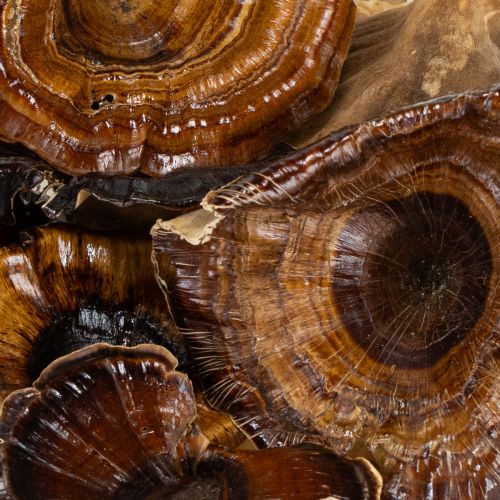 tételeket Kalix Gomba Natúr Lakk 100 db