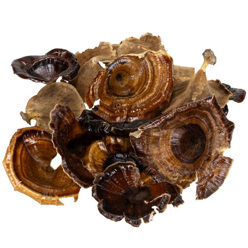 tételeket Kalix Gomba Natúr Lakk 100 db