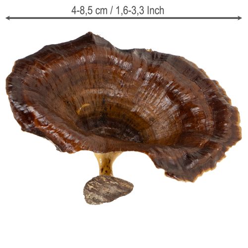 tételeket Kalix Gomba Natúr Lakk 100 db