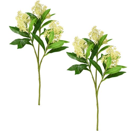 tételeket Művirág krém Skimmia japonica Skimmie 45cm 2db