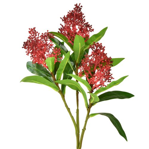 Floristik24 Művirágok Red Skimmia japonica Skimmie 45cm 2db