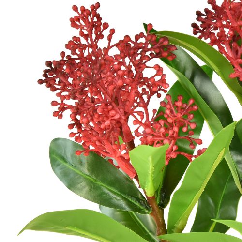 tételeket Művirágok Red Skimmia japonica Skimmie 45cm 2db
