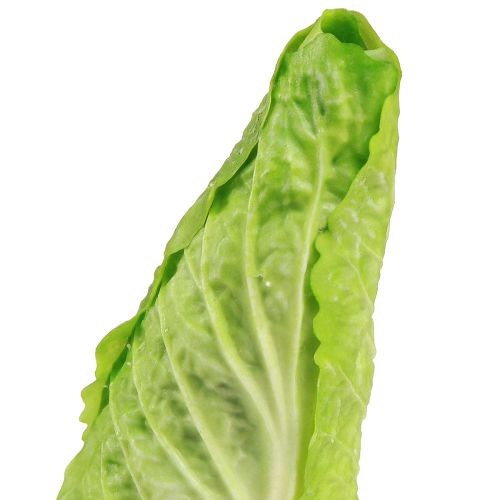 tételeket Mesterséges hegyes káposzta ételmásolat Ø5cm M18cm