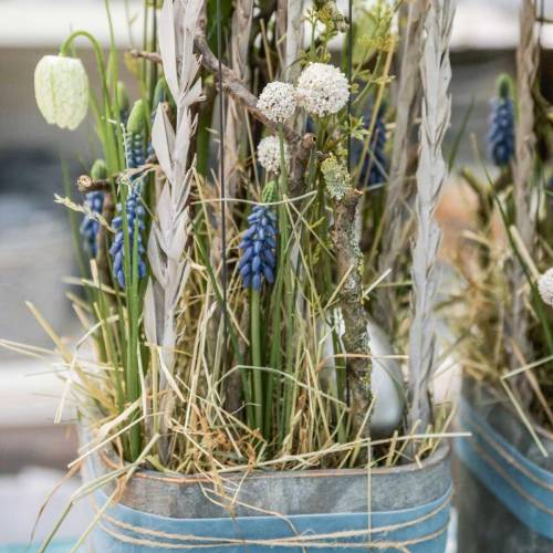 Floristik24 Mesterséges alsócomb fehér craspedia köteg szárító csokor 3db