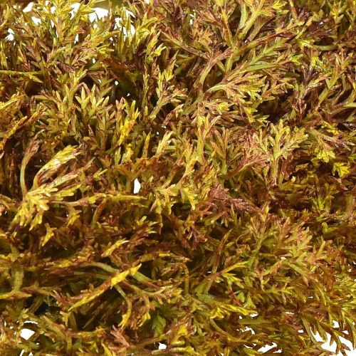 tételeket Mesterséges mohadísz barna – mohapárna 10/12/14cm 3 db