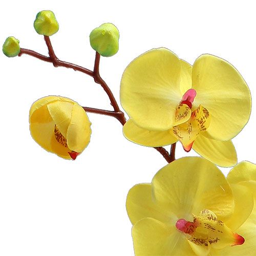 tételeket Mesterséges orchidea sárga 68cm