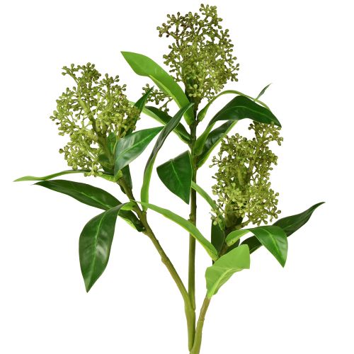 Művirág zöld Skimmia japonica Skimmie 45cm 2db