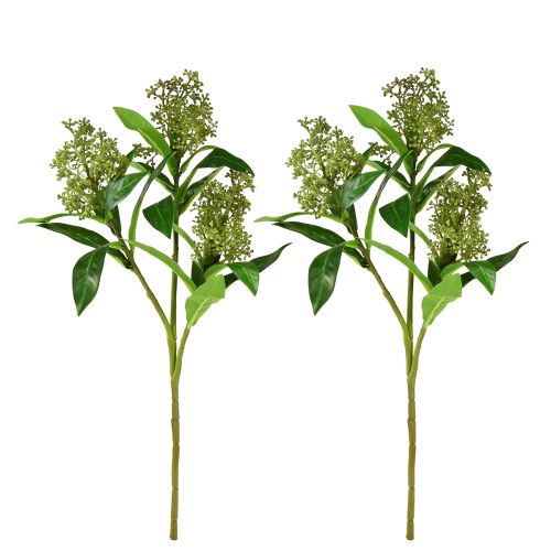 tételeket Művirág zöld Skimmia japonica Skimmie 45cm 2db