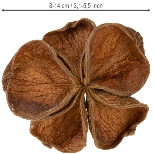 tételeket Landlotus Nature 50 db